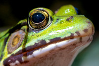 In a Frog's Eye