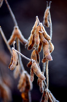 Soybeans, Frost